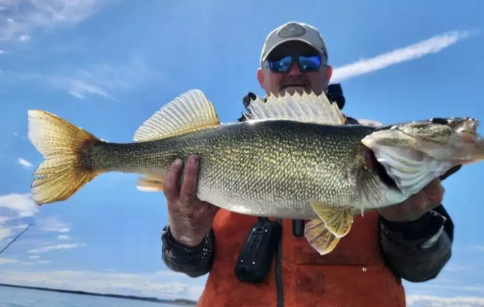 Massive Winning Weight For Early Spring Montana Walleye Tourney