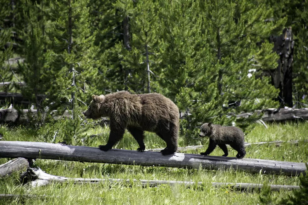 Montana Grizzly Cub Orphaned After Mother Shot by Antler Hunter