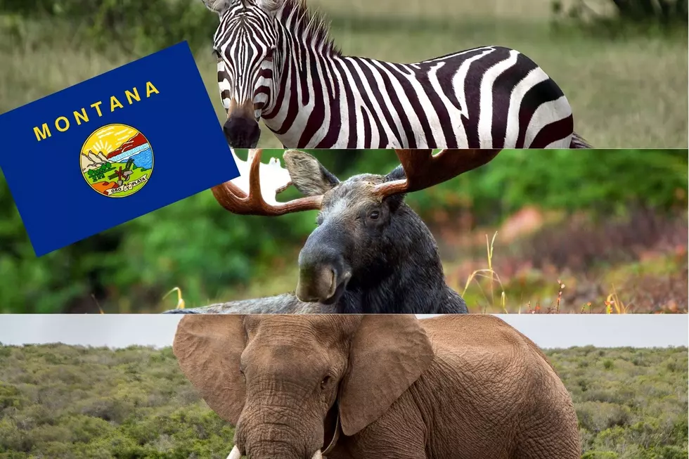 Loose Elephants, Wild Moose And Now… Runaway Zebras
