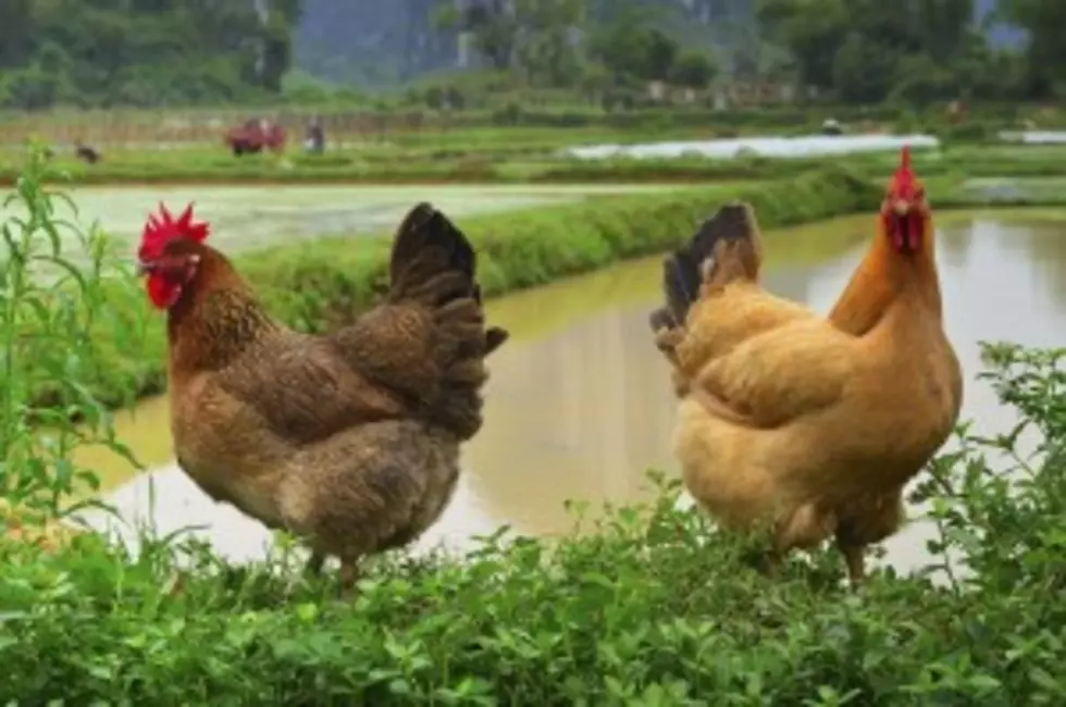 Forget Donkeys and Elephants – Chickens are Winning this Senate Seat