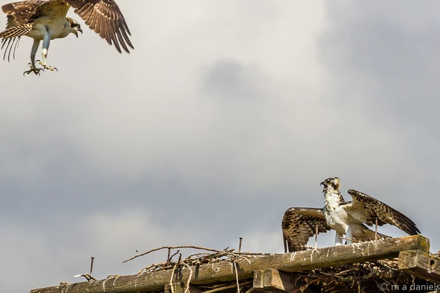 &#8216;Empty Nest Syndrome?&#8217; &#8211; Not with This Osprey