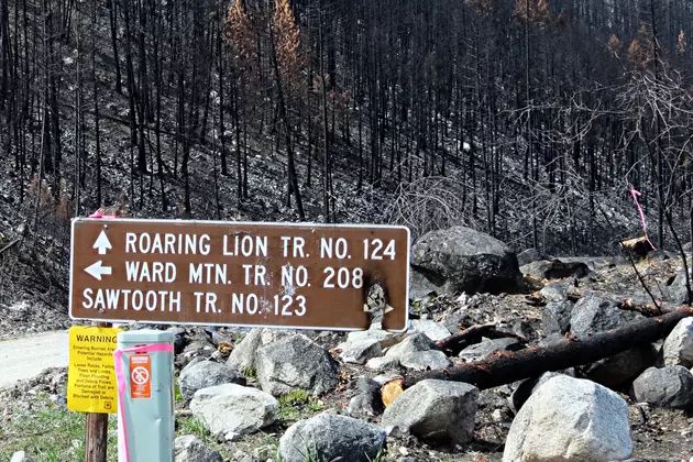 Roaring Lion Forest Fire Revisited &#8211; 2017