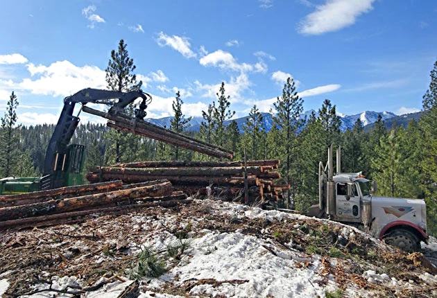 Popular Forest Service Trail Closed Due to Timber Work