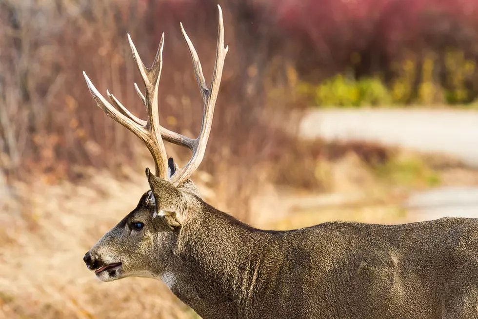 Montana FWP Plans Special Deer Hunt To Search For Chronic Wasting