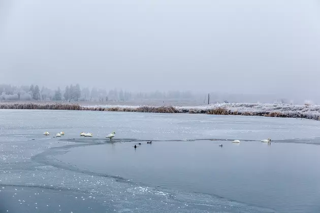 Cold Birds in the Bitterroot Valley