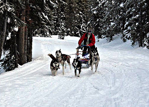 The Mushers Race on the Darby Dog Derby Track This Weekend