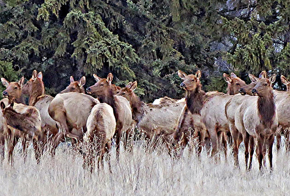 Elk Herds Often Stop Traffic in Bitterroot Valley