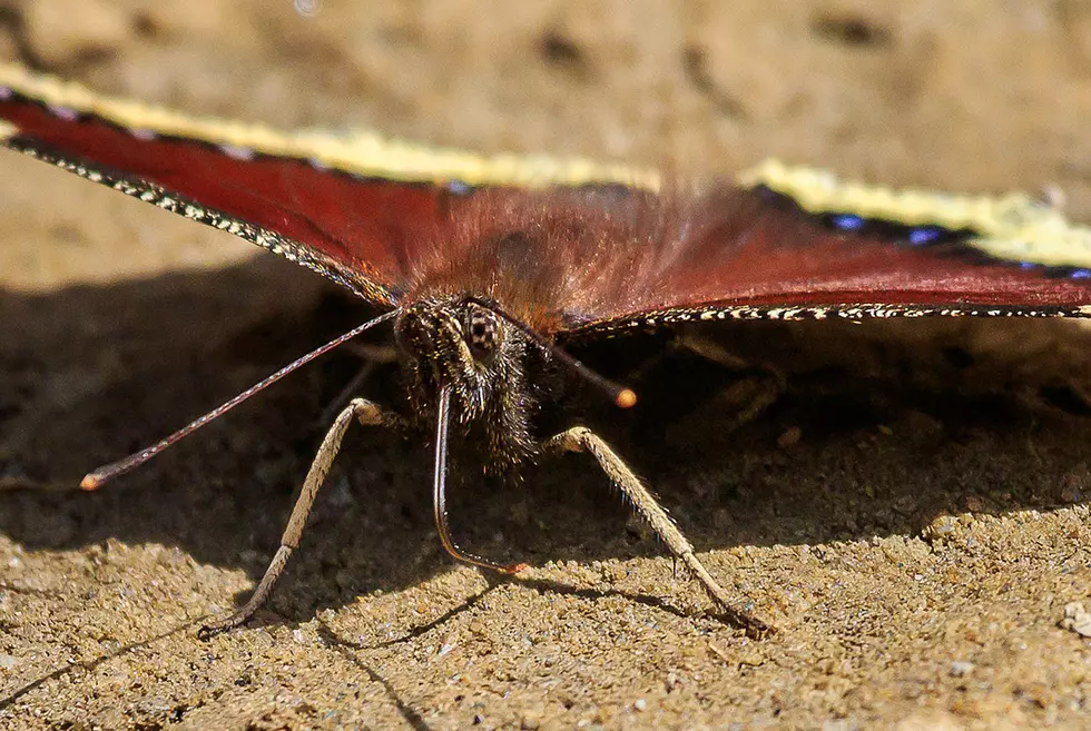Mourning Cloak Butterflies Have Arrived in Bitterroot