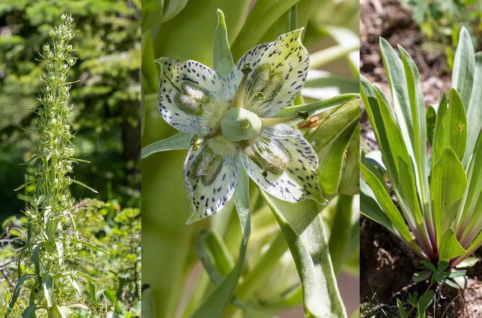 Bitterroot Outdoor Journal – Plant Makes Rare Bloom
