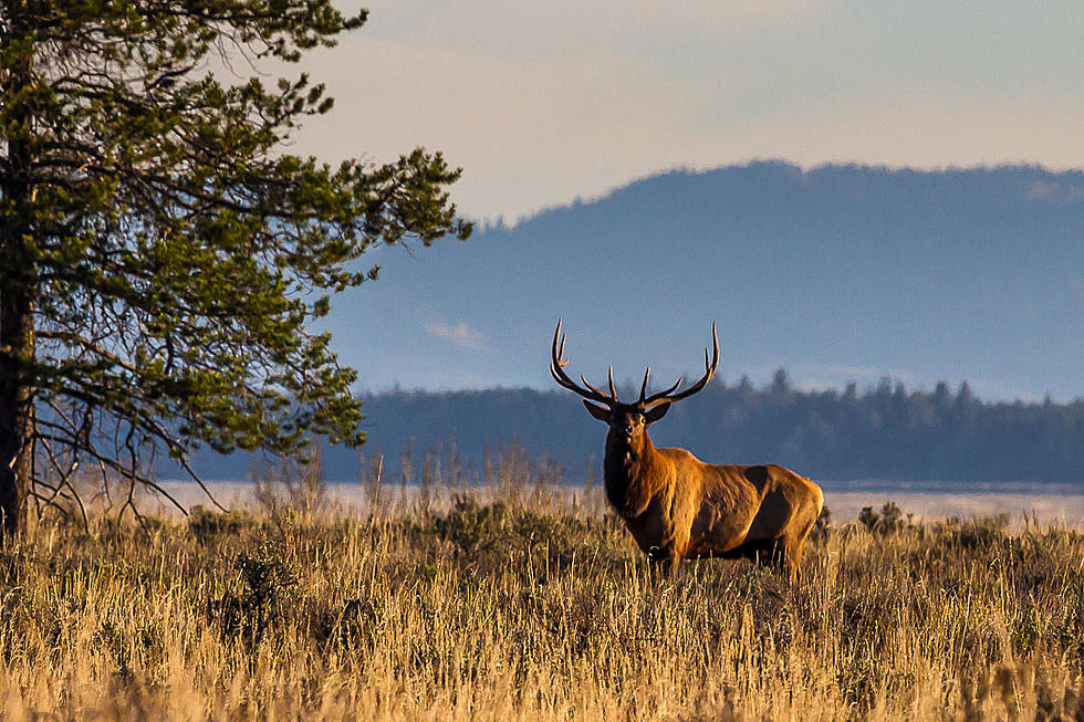 Elk Numbers Are Up in First Days of Hunting Season