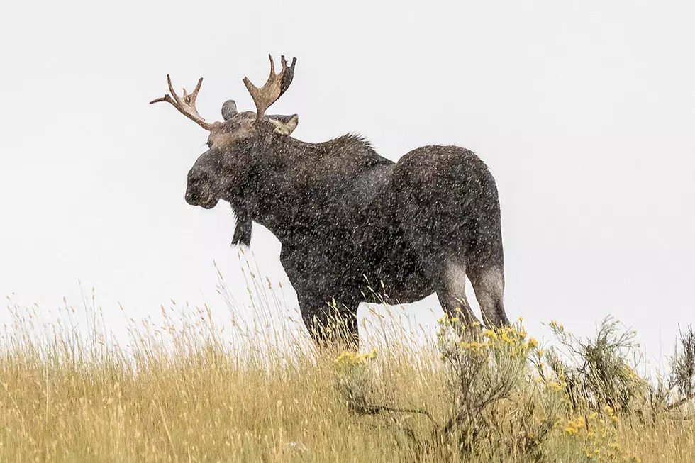 Montana FWP Plans Next Hunting Seasons