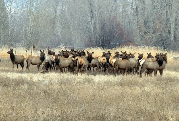 Elk Movements South of Hamilton