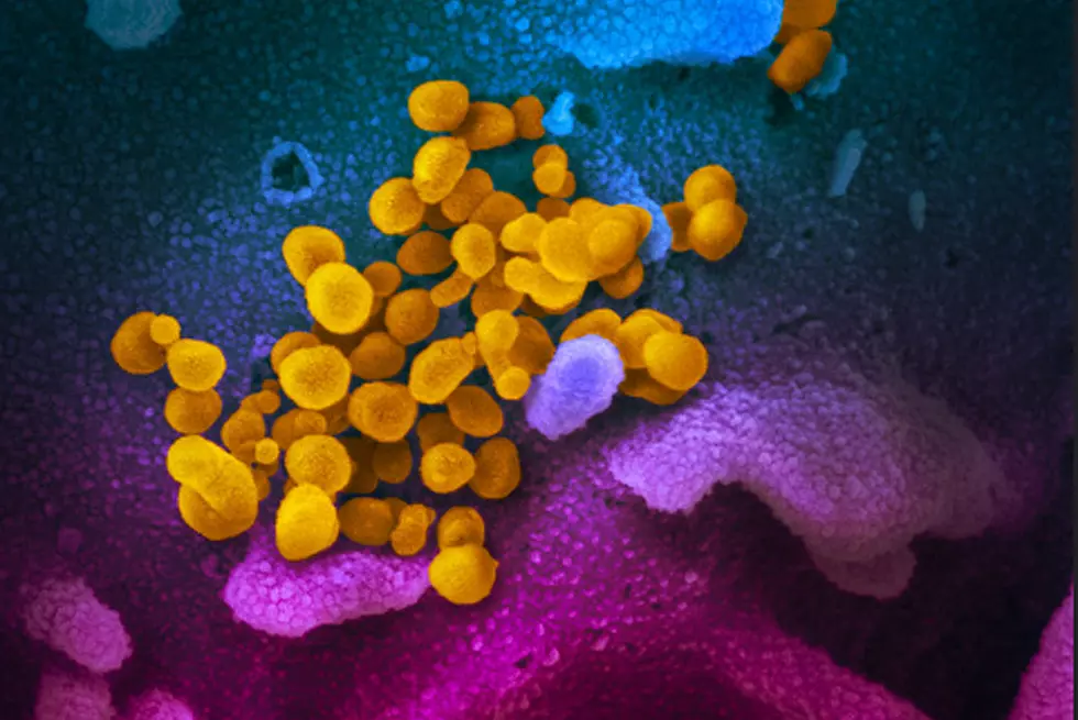 Novel Coronavirus Revealed in Microscope
