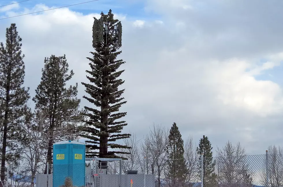 It’s A Tree – No, It’s A Cell Tower