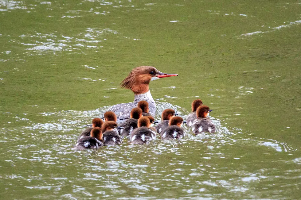 Bird Families During Montana ‘Stay At Home’
