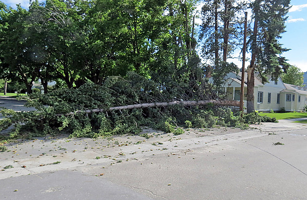 Saturday Wind Knocks Down Trees, Power Outages