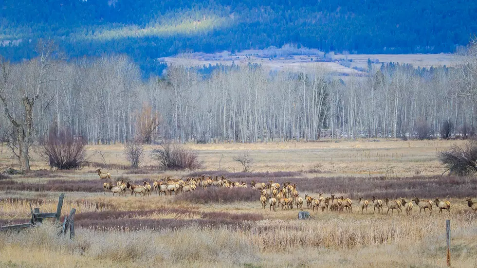 Montana FWP Will Work on Wildlife Migration