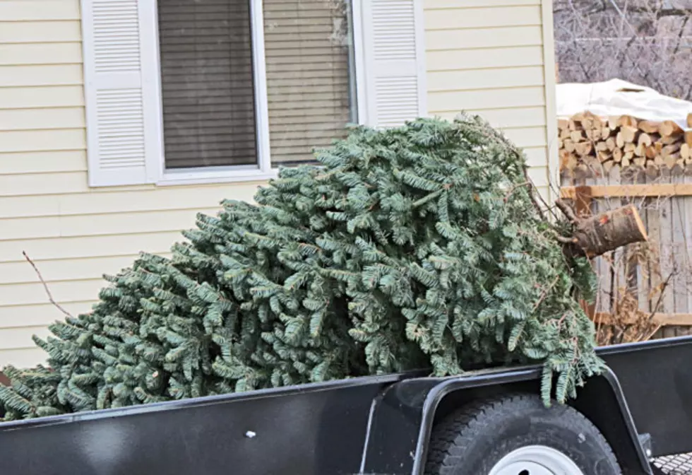 Christmas Tree Disposal in Hamilton This Weekend
