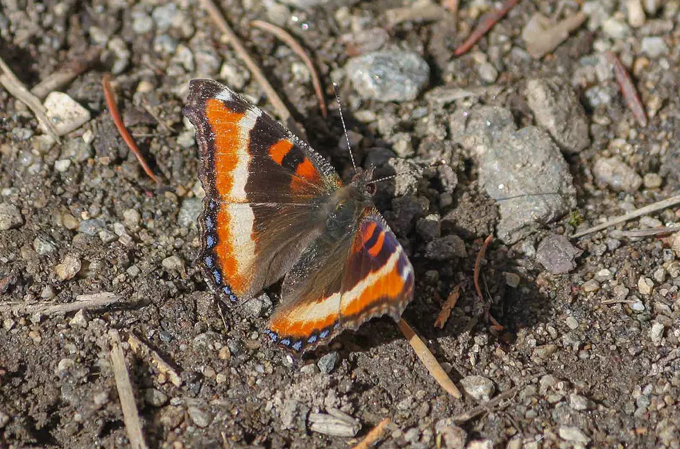 Bitterroot Outdoor Journal – Not Too Early for Butterflies