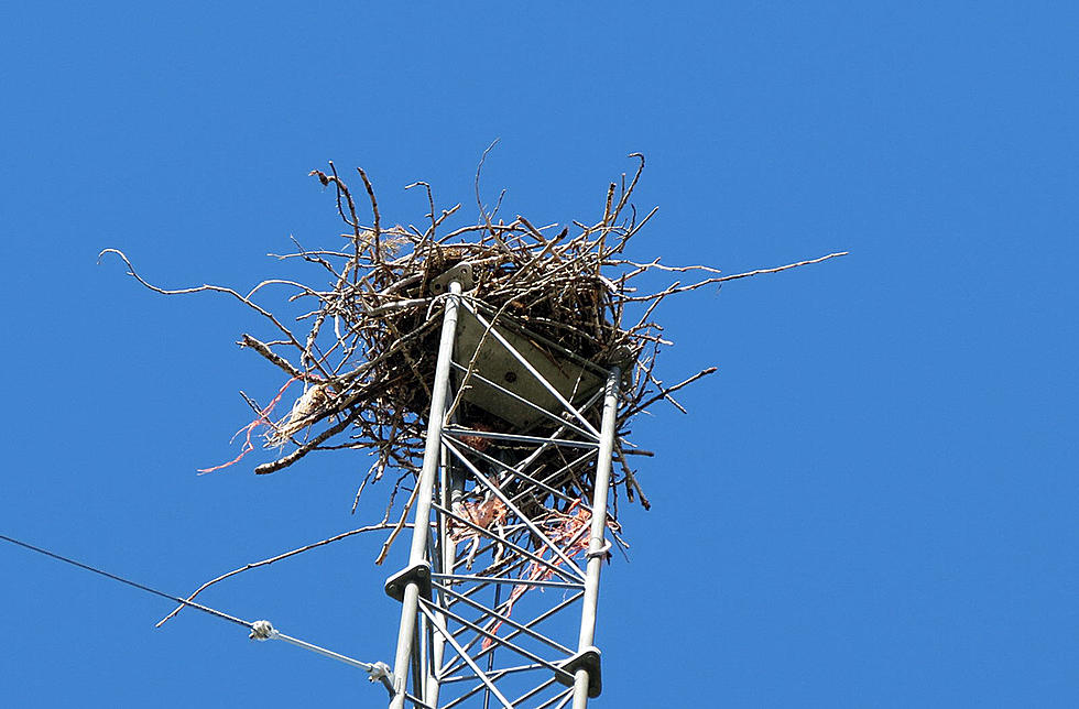 Look Out For Those Osprey Nests on Power Poles