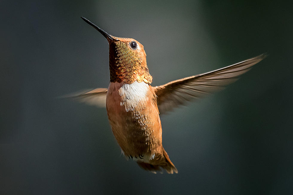 Keep Feeding The Hummingbirds – Bitterroot Outdoor Journal