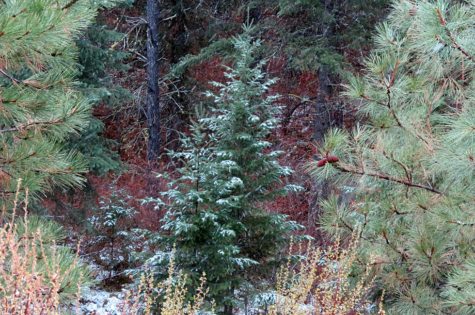 Future Christmas Trees are Waiting for You in the Woods