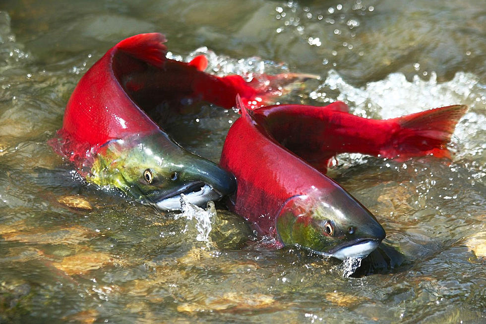 Melting Glaciers Could Cause More Salmon