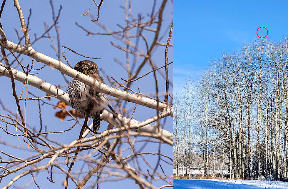 Small Bird in Tall Tree – Bitterroot Outdoor Journal