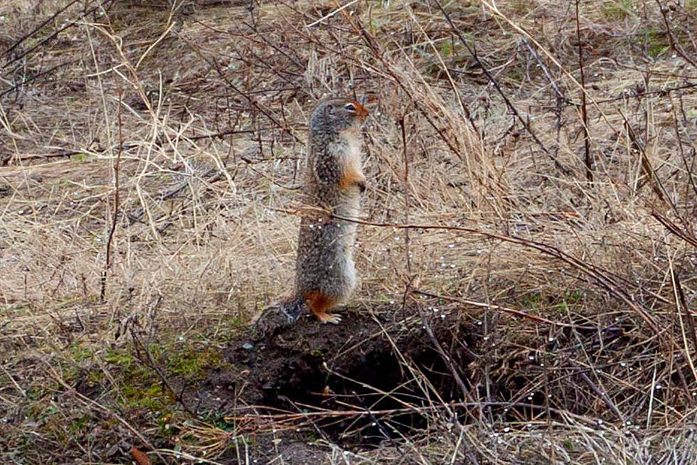 Ground Squirrel Emerges to Welcome Migrating Birds