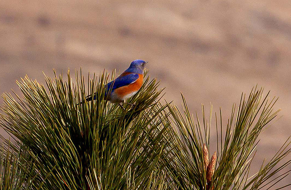 Early Birds – Robins and Bluebirds Arrive in Western Montana