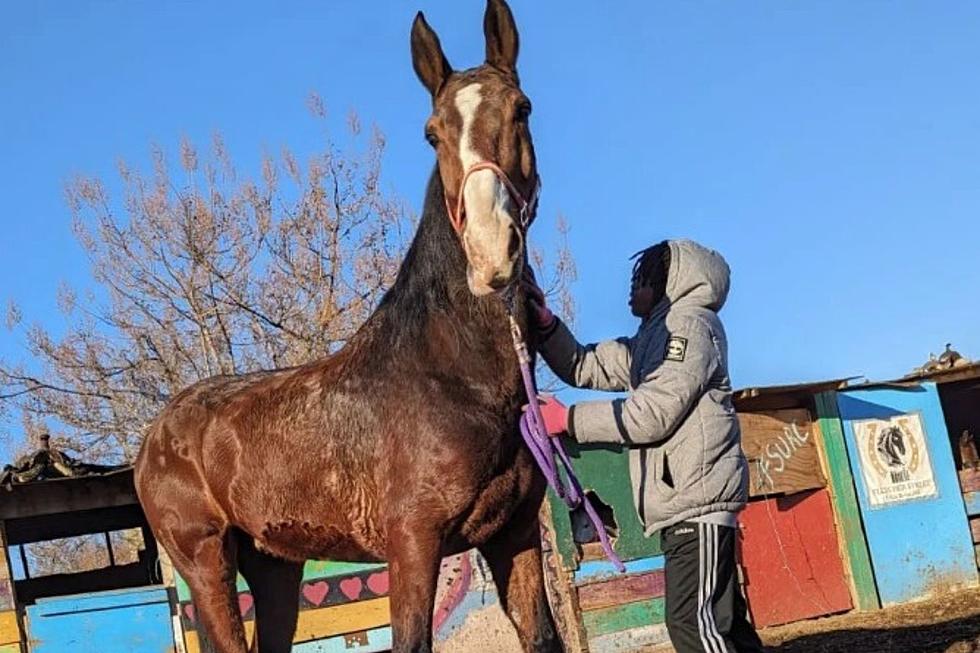 On the streets of Philadelphia: Crime to blame for runaway horse