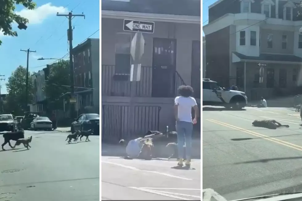 Dog pack tears into man on Philadelphia street before cop shoots them