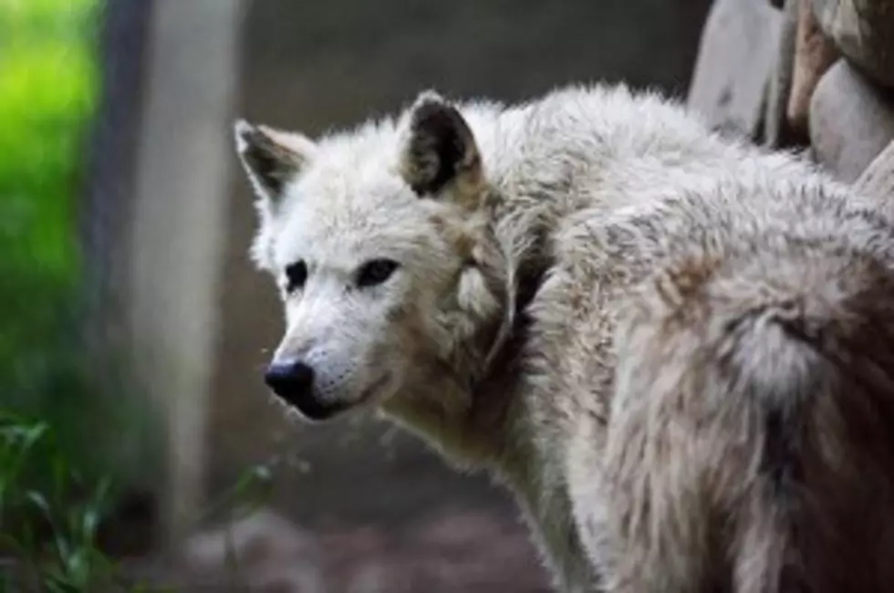 Judge Upholds Wolf Law Passed By Congress