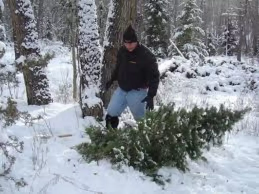 Cause of Death Released in Christmas Tree Hunt