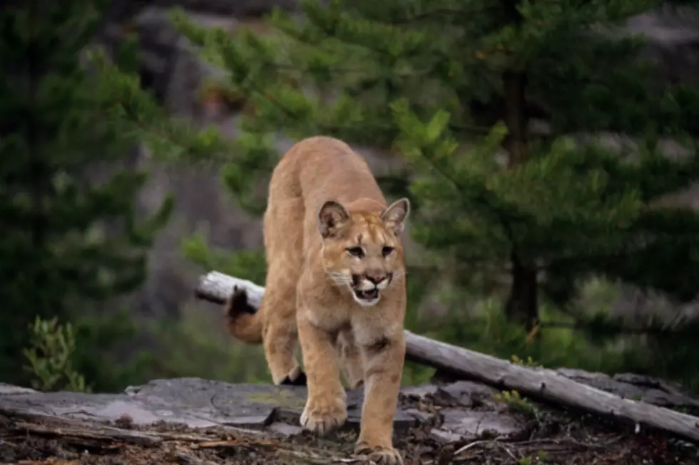 Mountain Lion Spotted at Harpers Lake [AUDIO]