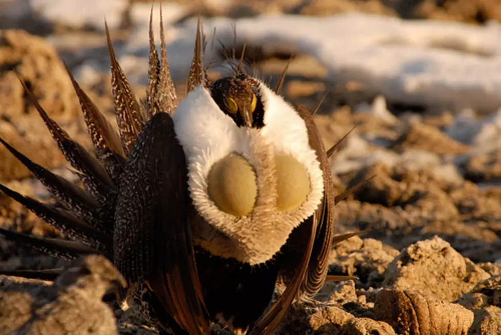 Executive Order by Governor Bullock Creates Board to Protect Sage Grouse