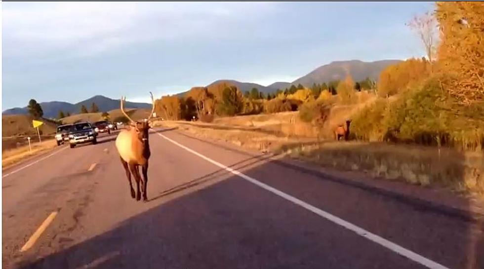 Elk Filmed Chasing Missoula Motorcyclist Killed by Montana Fish, Wildife and Parks