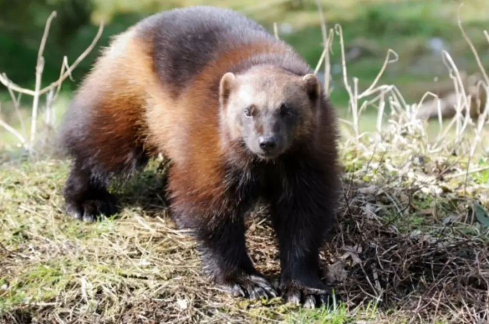 Second Lawsuit Pushes for Wolverine Protection Under Endangered Species Act