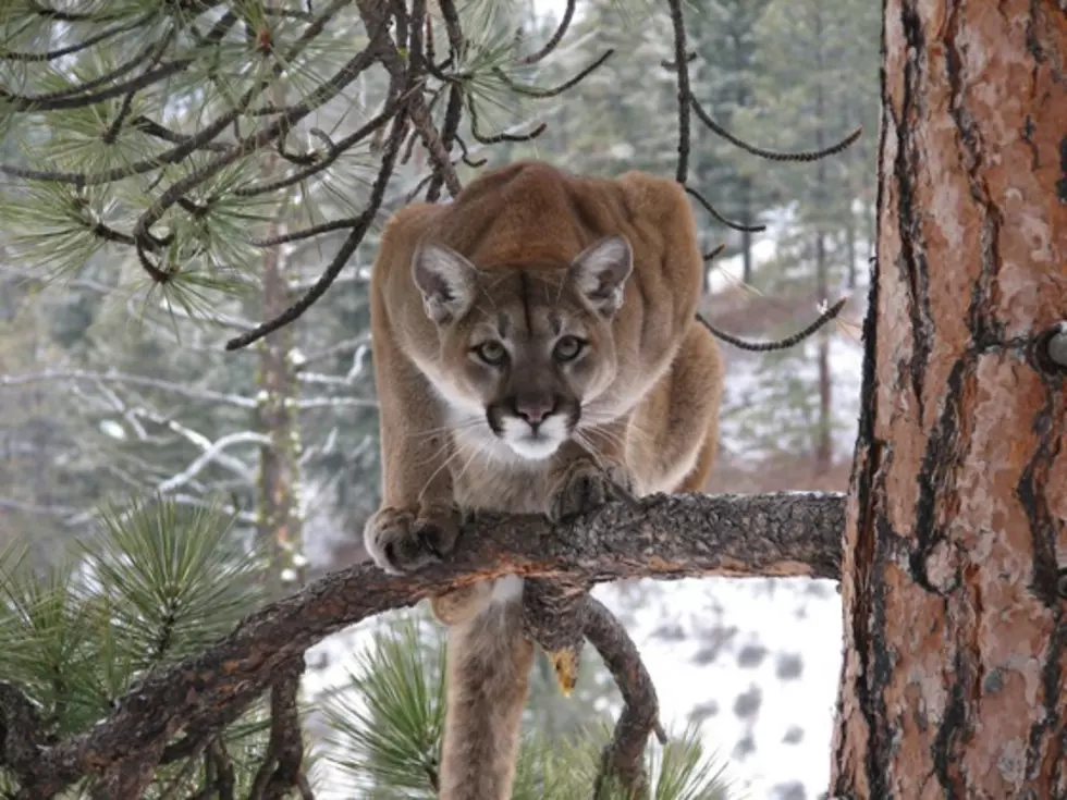 3 Mountain Lions Living on the Front Porch
