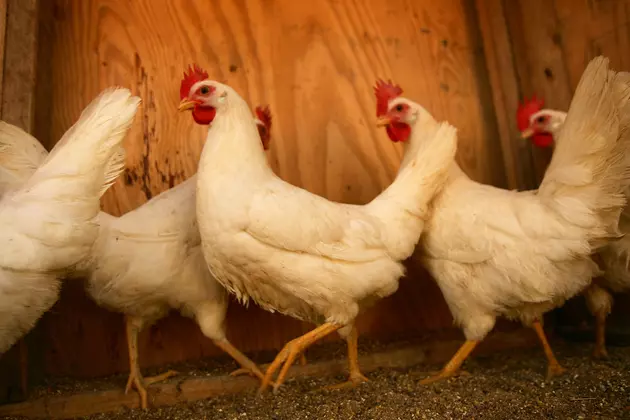 Raising Chickens? Salmonella Linked to Increase in Live Poultry