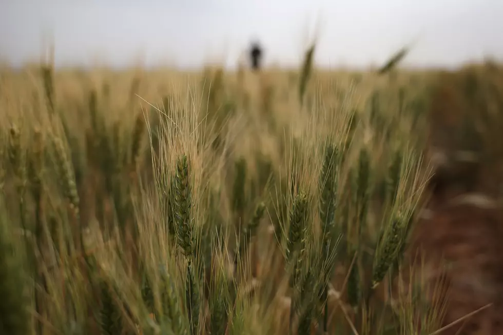Montana Farmers Expected to Plant Less Wheat