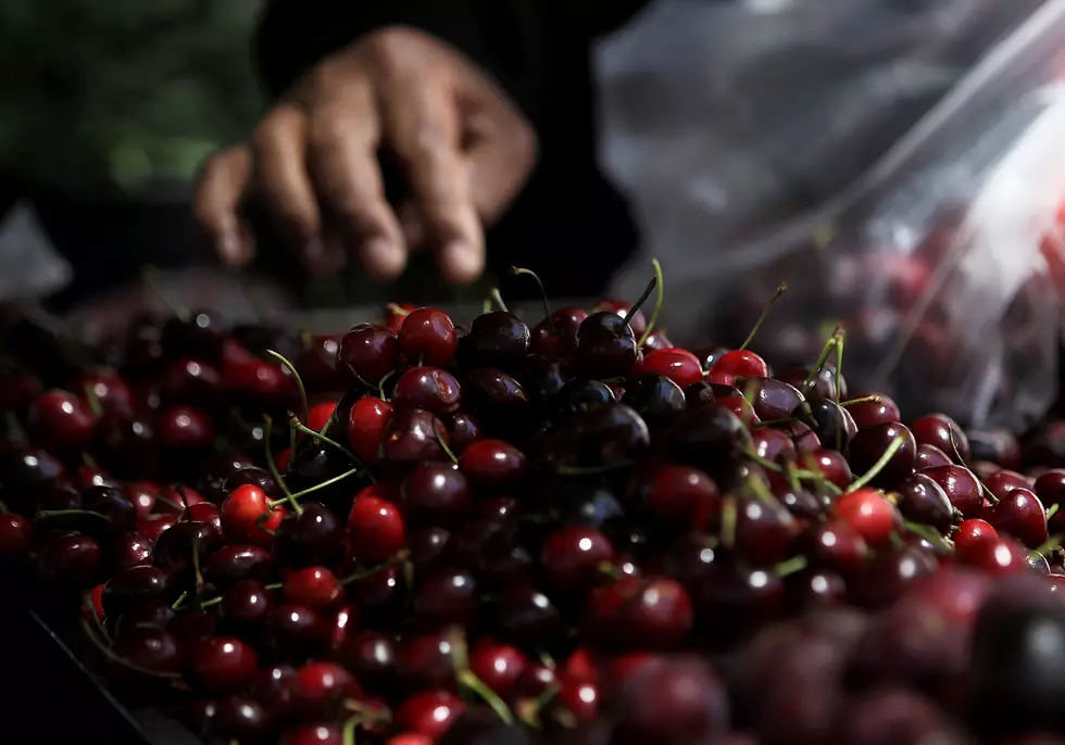 Cold and Heat Bring Harvest Time Early for Montana Cherry Growers