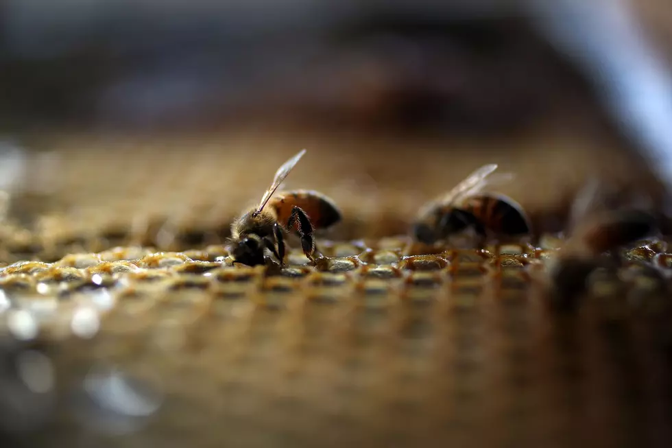Honeybee Habitat Receives Financial Assistance from USDA