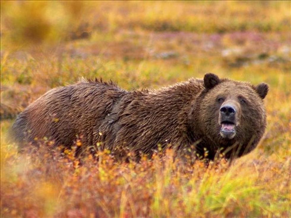 Grizzly Bear Attacks Glacier National Park Employee