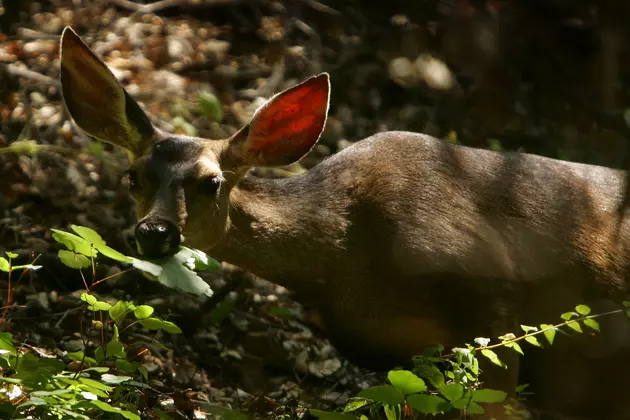 Officials Seeking Poacher of Two Mule Deer in Bitterroot, Carcasses Left to Waste
