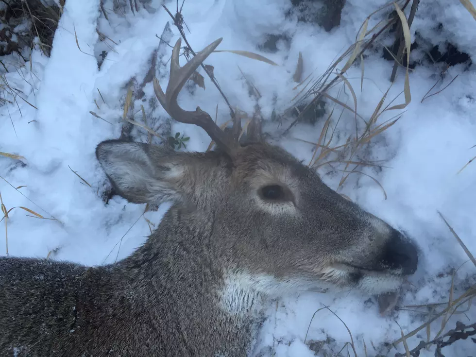 2015 Hunting Season Best For White Tail Harvest Since 2008