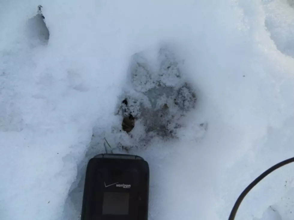 UPDATE – FWP Identifies ‘Wolf’ Sighted on Mount Jumbo – PHOTOS
