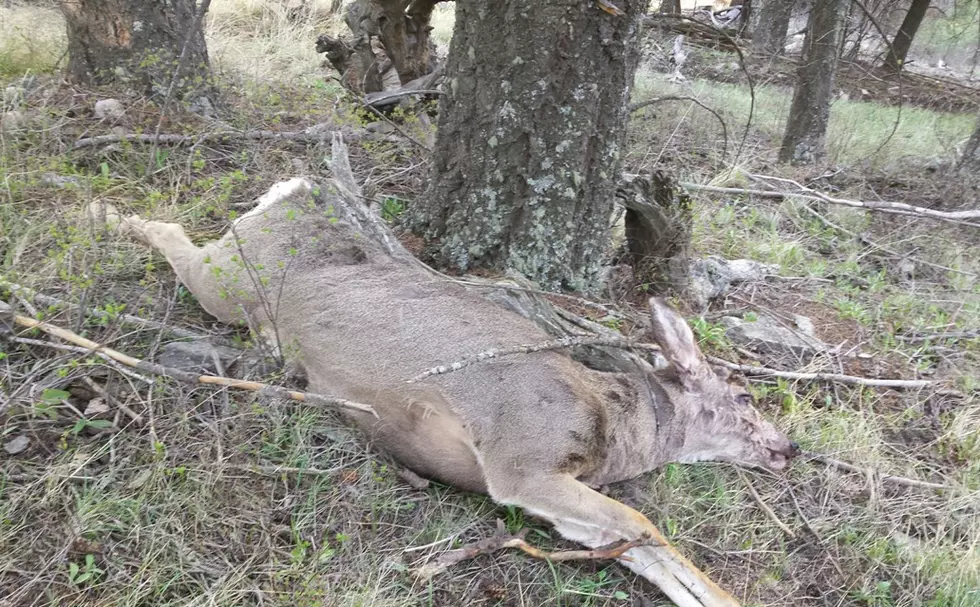 Wardens Looking For Tips On Mule Deer Poached East Of Hamilton
