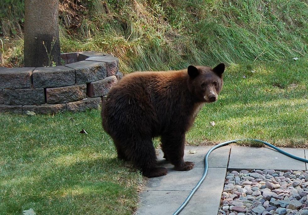 Bears are in Montana Neighborhoods Looking for Food, Says FWP