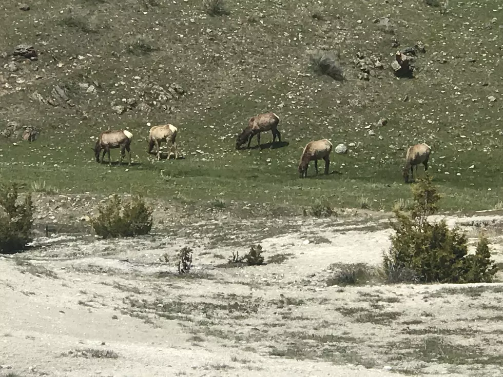 Yellowstone Elk Kicks Woman in Head, Victim Flown to Trauma Center